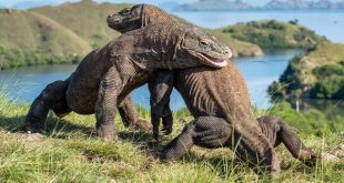 Komodo Island Tours from Lombok